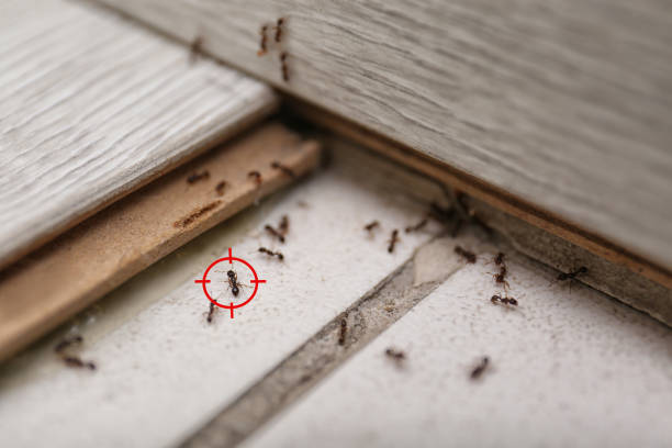 Best Pest Control Near Me in Sandusky, OH