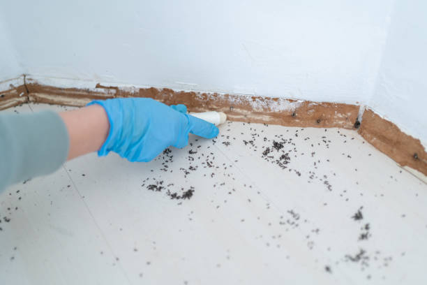 Best Termite Control Services  in Sandusky, OH